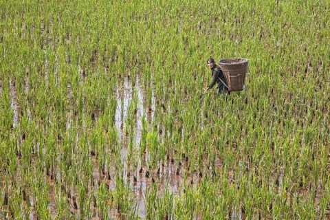 Tibetan woman working in rice paddy field with large basket on her back in the lowlands of the