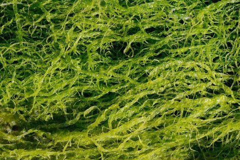 Intestinal kelp (Enteromorpha), Brittany, France, Europe