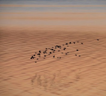 A flock of starlings or common starlings (Sturnus vulgaris) flies low over the water of the Schlei