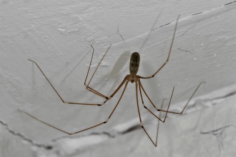 Cellar spider, daddy longlegs (Pholcus phalangioides) in house, Belgium, Europe