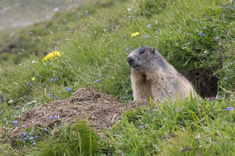 Alpine marmot (Marmota marmota) sitting in entrance of freshly dug out burrow in summer