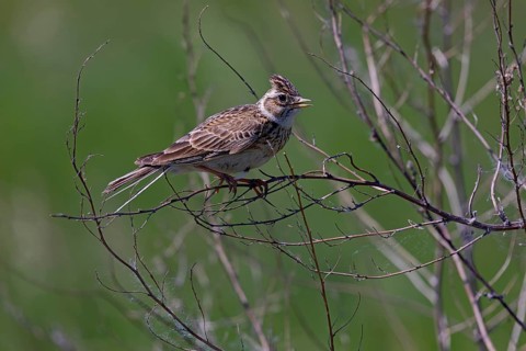 Eurasian skylark (Alauda arvensis) sitting on branch, Tempelhofer Feld, Berlin, Germany, Europe