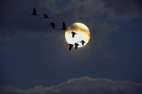 Crane (Grus grus) in flight, autumnal crane migration at full moon, Mecklenburg-Western Pomerania,