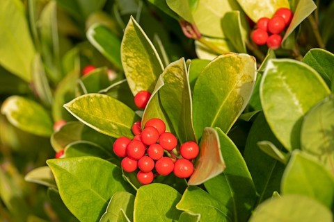 White-green cherry laurel (Prunus laurocerasus) with fruits, poisonous plant, Upper Beeding, South