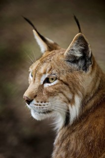 Eurasian lynx (Lynx lynx), northern lynx portrait, captive in Sababurg Zoo, Hofgeismar,