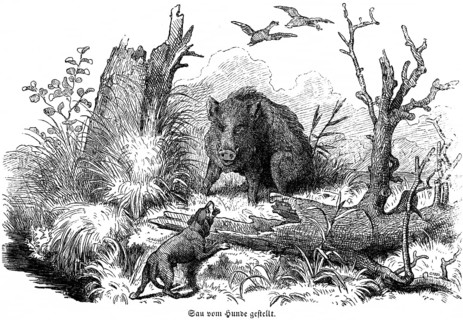 Sow put by dog, wild sow, birds, barking, trees, Hubertus hunt, hunting scenes, wild animals,