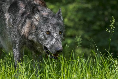Black Northwestern wolf, Mackenzie Valley wolf (Canis lupus occidentalis), Alaskan timber wolf,