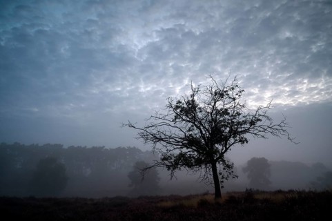 Tree and cloudy sky, in front of sunrise, Westruper Heide, Haltern, North Rhine-Westphalia,