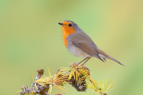 European robin (Erithacus rubecula) wildlife, sitting on larch branch in autumn, animals, birds,