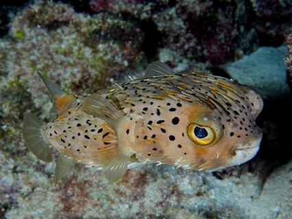 Long-spine porcupinefish (Diodon holocanthus), dive site John Pennekamp Coral Reef State Park, Key