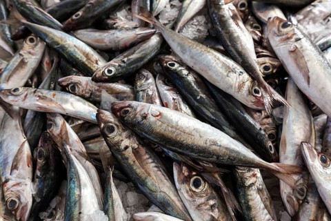 Herring (Clupeidae), fish market, market hall Mercado dos Lavradores, Funchal, Madeira Island,