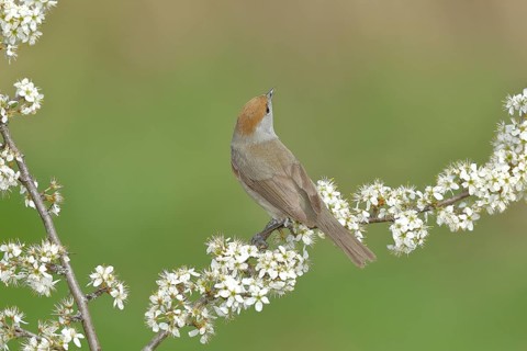 Blackcap (Sylvia atricapilla), female, sitting in flowering blackthorn (Prunus spinosa), animals,