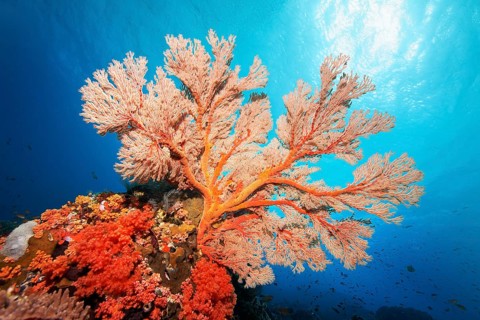 Red sea fan (Melithaea) gorgonian with open polyps in backlight on coral reef, Great Barrier Reef,