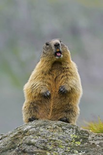 Alarmed Alpine marmot (Marmota marmota) standing up and calling from rock in the mountains, Hohe