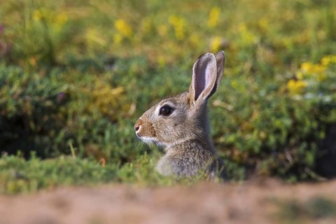 Alarmed young European rabbit (Oryctolagus cuniculus), common rabbit looking from entrance of
