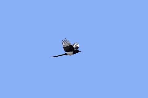 Eurasian magpie (Pica pica), common magpie in flight against blue sky