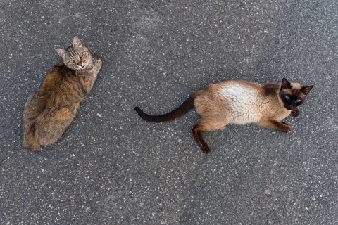 Two street cats lying on the asphalt, Bavaria, Germany, Europe