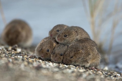 Common voles (Microtus arvalis) (Microtus arvensis) huddling together on dyke and seeking refuge at
