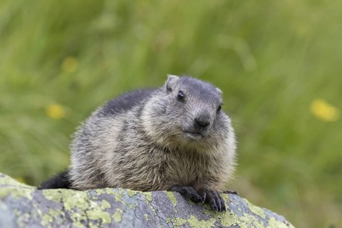 Alpine marmot (Marmota marmota) juvenile on rock in alpine pasture in summer, Hohe Tauern National