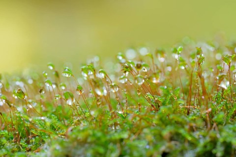 Moss, spore capsules with raindrops, Moselle, Rhineland-Palatinate, Germany, Europe