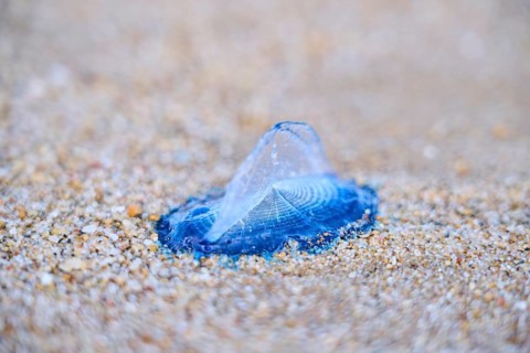 Sea (Velella velella) raft jellyfish lying on the sand on a beach, near Tarragona, Catalonia,