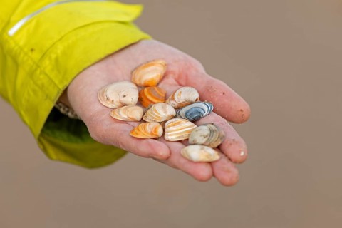 Shells collected on the beach, Hand, Westende, Middelkerke, Belgium, Europe