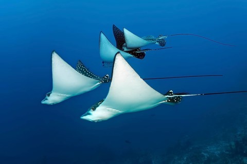 Group of Spotted Eagle Ray (Aetobatus narinari) swimming over coral reef, Great Barrier Reef,