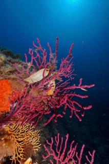 Two specimens of egg capsule of nursehound (Scyliorhinus stellaris) on violescent sea-whip