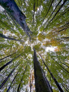 Autumn leaves, autumn atmosphere, colourful leaves, beech forest, view of the treetops, golden