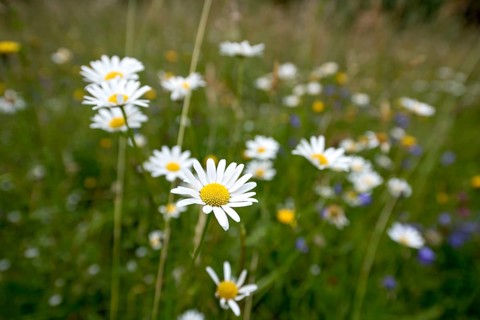 Flowering marguerites (Leucanthemum) and grasses in a wild, natural flower meadow, Germany, Europe