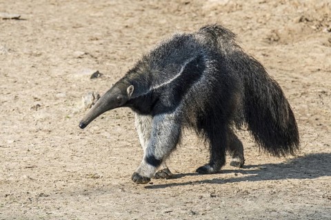 Giant anteater (Myrmecophaga tridactyla), ant bear insectivore native to Central and South America