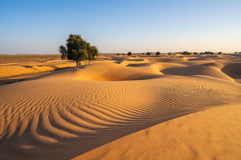 Sand dunes with trees in desert, near Duqm, Oman, Asia