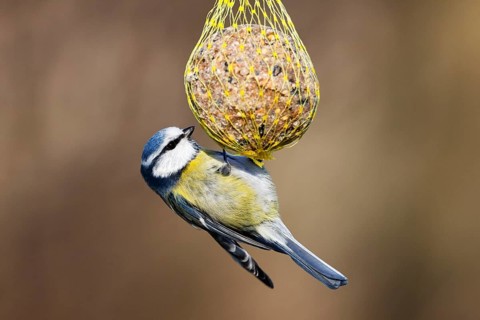 Blue tit (Parus caeruleus) hanging on a fat ball, bird feeding in winter, Schleswig-Holstein,