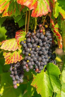 Ripe Pinot Noir grapes, Lake Constance wine-growing region, Birnau, Uhldingen-Mühlhofen, autumn,