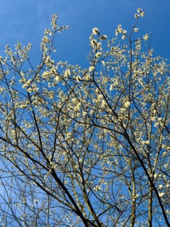 Native tree Shrub from the willow family goat willow (Salix caprea) Sal willow Palm willow sprouts