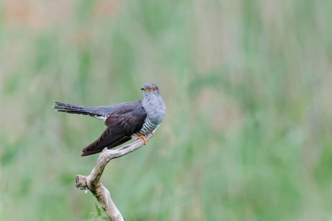Common cuckoo (Cuculus canorus) male, Lower Saxony, Germany, Europe