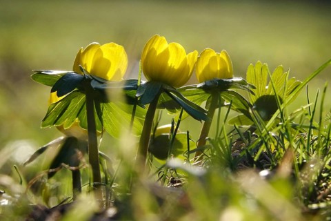 Winter aconites (Eranthis hyemalis), January, Saxony, Germany, Europe