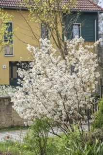 Snowy mespilus (Amelanchier lamarckii), Radebeul, Saxony, Germany, Europe
