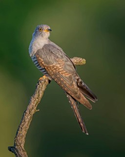 Common cuckoo (Cuculus canorus) floodplain landscape, floodplain meadows, young male, host bird,