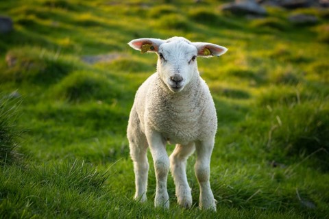 A lamb in a meadow at the time of the midnight sun in early summer in Lofoten, Norway, Europe