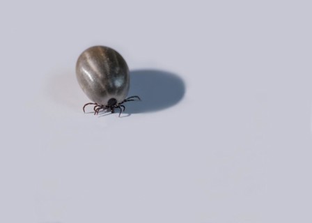 Ixodes ricinus, tick, mite, disease vector, TBE, Lyme disease, portrait, shadow