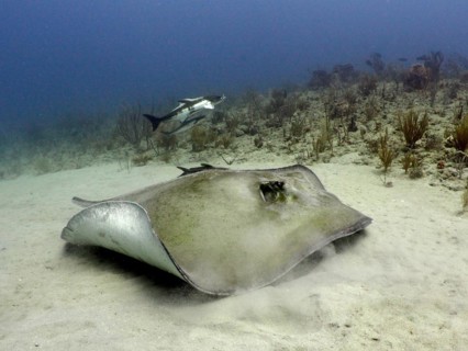 American stingray (Hypanus americanus) . Dive site Breakers, Palm Beach, Florida, USA, North