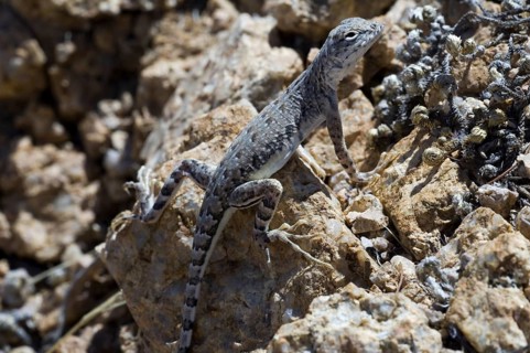 Common zebra-tailed lizard (Callisaurus draconoides) sunbathing on rock in Sonoran desert, Saguaro