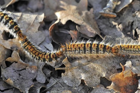 Pine processionary (Thaumetopoea pityocampa) moth caterpillars (Traumatocampa pityocampa) following