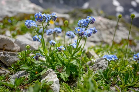 Forget-me-not (Myosotis) in the Tyrolean Alps in the Wilder Kaiser, Austria, Europe