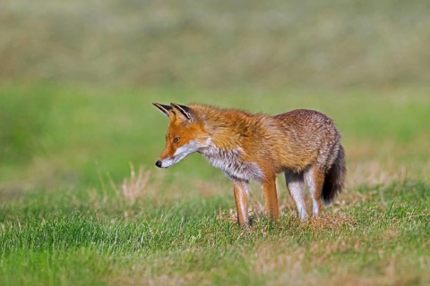 Solitary red fox (Vulpes vulpes) hunting mice in freshly mowed meadow, cut grassland in summer
