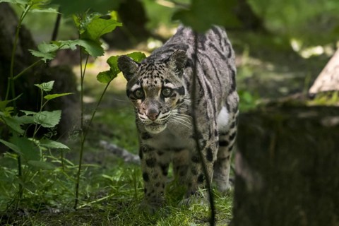 Mainland clouded leopard (Neofelis nebulosa) arboreal, solitary and nocturnal cat native from the
