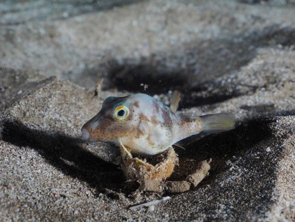 Pointed puffer fish (Canthigaster rostrata) at night, El Cabron marine reserve dive site, Arinaga,