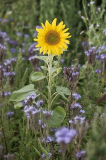 Sunflower (Helianthus annuus) and bee friend (Phacelia tanacetifolia), Emsland, Lower Saxony,