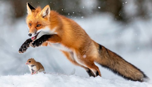 A red fox in winter fur jumping in pursuit of a mouse in the snow in a winter landscape, AI